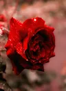 Ảnh hồ sơ của Flower